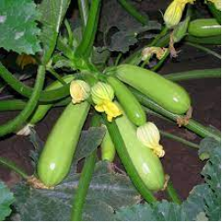 Немо F1 семена кабачка (Lark Seeds)