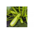 Ванда семян кабачка (Moravoseed)