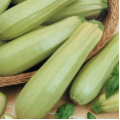 Ванда насіння кабачка (Moravoseed)