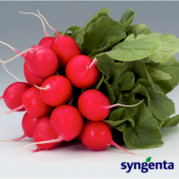 Каспар F1 насіння редису (Syngenta)