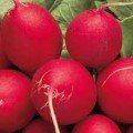 Алекс семян редис (Satimex)