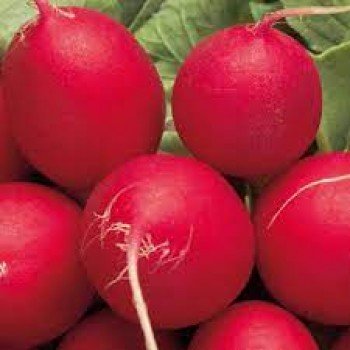 Алекс семян редис (Satimex)