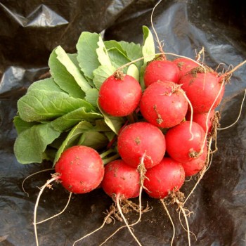 Кирше семена редиса (Agri Saaten)