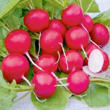 Аксон семян редиса (Agri Saaten)