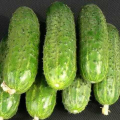 Митчел F1 семена партенокарпического огурца (Agri Saaten)