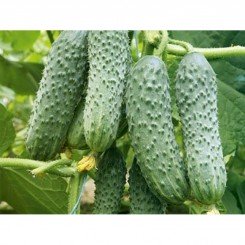 Талия F1 семена огурца пчелоопыляемого (Soto Seeds)