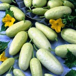 Парижский корнишон белый семена огурца пчелоопыляемого (Hortus)