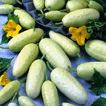 Парижский корнишон белый семена огурца пчелоопыляемого (Hortus)