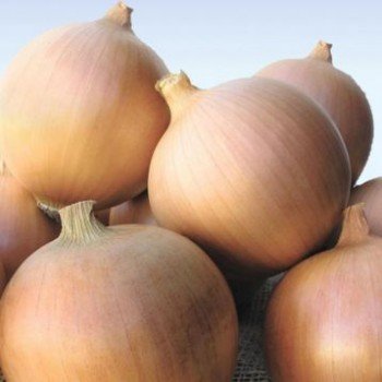 Стенфилд семян лука репчатого желтого (Bejo)