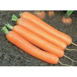 Дордонь F1 семян моркови (Syngenta)
