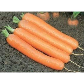 Дордонь F1 семян моркови (Syngenta)