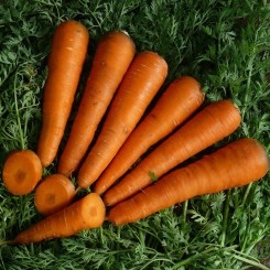 Курода насіння моркви (Lark Seeds)