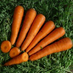 Курода семян моркови (Lark Seeds)