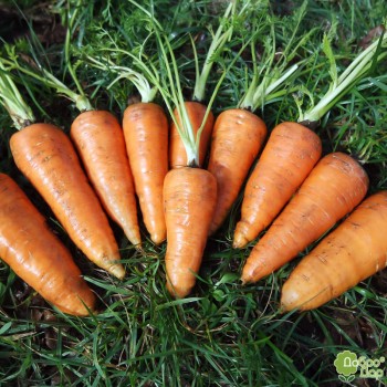 Ред Корред семян моркови (Lark Seeds)