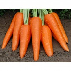 Абликсо F1 (Ablixo F1) семена моркови (Seminis)