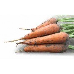 Мацурі F1 (KS 7 F1) насіння моркви (Kitano Seeds)