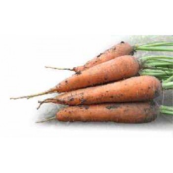 Мацури F1 (KS 7 F1) семена моркови (Kitano Seeds)