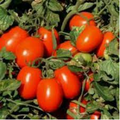 ЮГ 8168 F1 семена помидора детерминантного (United Genetics)