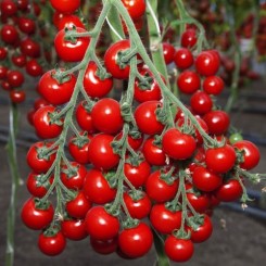Котти F1 семена помидора черри индетерминантного (May Seeds)