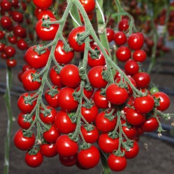 Котти F1 семена помидора черри индетерминантного (May Seeds)