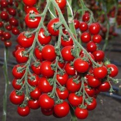 Котти F1 семена помидора черри индетерминантного (May Seeds)