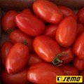 Рио Гранде семян помидора детерминантного (Griffaton)