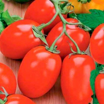 Рио Фуэго семян помидора детерминантного (Soto Seeds)