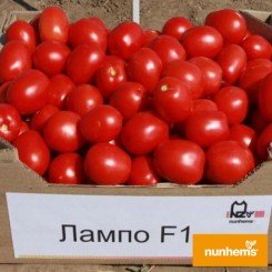 Лампо F1 семена помидора детерминантного дражированного (Nunhems)