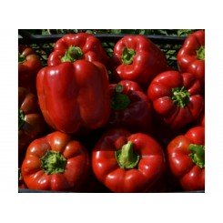 Трек F1 семян перца сладкого (Lark Seeds)