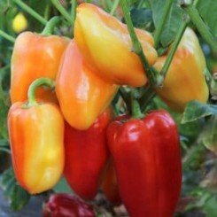 Дельфа семян перца сладкого (Lark Seeds)