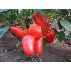 Торнадо насіння перцю солодкого (Lark Seeds)