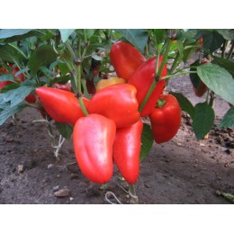 Торнадо семян перца сладкого (Lark Seeds)