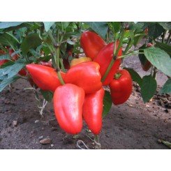 Торнадо семян перца сладкого (Lark Seeds)