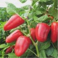 Величезний насіння перцю солодкого (Елітний ряд)