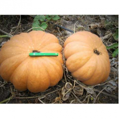 Вест семян тыквы (Lark Seeds)