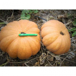 Вест семян тыквы (Lark Seeds)
