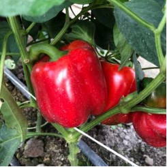 Белл F1 семена перца сладкого (Spark Seeds)