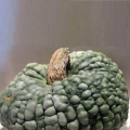 Марина ді Кёжжа насіння гарбуза (Hortus)