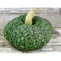 Марина ді Кёжжа насіння гарбуза (Hortus)