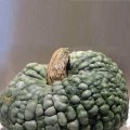 Марина ди Кёжжа семена тыквы (Hortus)