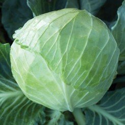 КС 179 F1 насіння капусти білокачанної (Kitano Seeds)