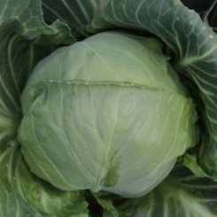 КС 586 F1 семена капусты белокочанной (Kitano Seeds)