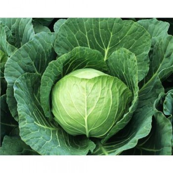 Ирида F1 семена капусты белокочанной (Agri Saaten)