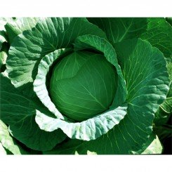 Лаура F1 семена капусты белокочанной (Agri Saaten)