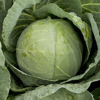Ориента F1 семян капусты белокочанной (Agri Saaten)