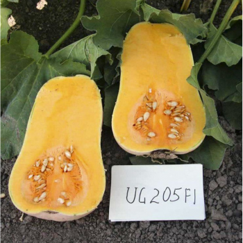 Південь 205 (UG 205) F1 насіння гарбуза (United Genetics)