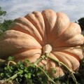 Атлантический гигант семян тыквы (Hortus)