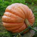 Атлантический гигант семян тыквы (Hortus)