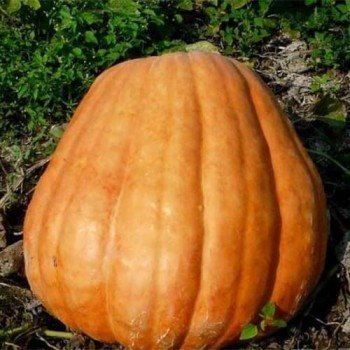 Біг Макс насіння гарбуза (Hortus)