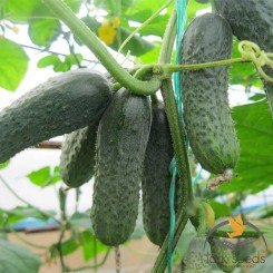Каролина F1 семена огурца партенокарпического (Lark Seeds)